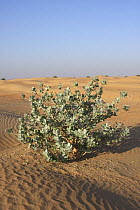 Sodum's apple {Calotropis procera} in sand desert, Markham, Dubai, United Arab Emirates, UAE