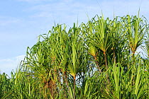 Tanjung Puting National Park, Pandana palms {Pandanus} along Sekonyer River, Kalimantan, Borneo, Indonesia