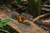 Three striped ground squirrel {Lariscus insignis}, Kalimantan, Borneo, Indonesia.