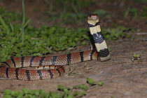 Coral Snake (Aspidelaps lubricus) strike pose, Little Karoo, South Africa