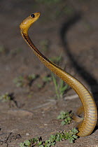 Cape Cobra (Naja nivea) juvenile defensive hooding, Little Karoo, South Africa