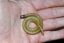 Sundevall's shovel-nosed snake {Prosyma sundevalli} baby coiled on palm of hand, Dehoop NR, South Africa