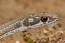 Karoo Whip Snake (Psammophis notostictus) Little Karoo, South Africa
