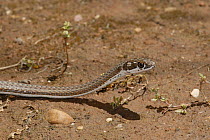 Karoo Whip Snake (Psammophis notostictus) moving across the ground with head raised, Little Karoo, South Africa