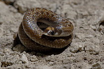 Sundevall's shovel-snout Snake (Prosyma sundevalli) tightly coiled, Western Cape, South Africa.