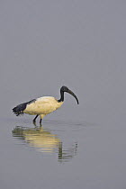 Sacred ibis {Threskiornis aethiopicus} wading in water, South Luangwa NP, Zambia
