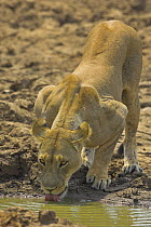 African lion {Panthera leo} lioness drinking from dry pool, South Luangwa NP, Zambia
