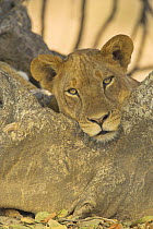 African lion {Panthera leo} lioness resting in shade of tree, South Luangwa NP, Zambia