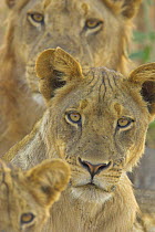 African lion {Panthera leo} pride on alert, South Luangwa NP, Zambia