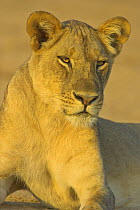 African lion {Panthera leo} lioness, South Luangwa NP, Zambia