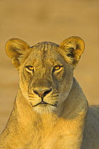 African lion {Panthera leo} lioness, South Luangwa NP, Zambia