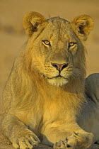 African lion {Panthera leo} male, South Luangwa NP, Zambia