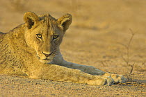 African lion {Panthera leo} juvenile, South Luangwa NP, Zambia