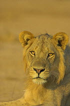 African lion {Panthera leo} male watching prey, South Luangwa NP, Zambia