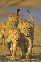 African lion {Panthera leo} pride on the move in dried river bed, South Luangwa NP, Zambia