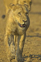 African lion {Panthera leo} lioness on the move in dried river bed, South Luangwa NP, Zambia