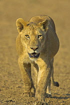 African lion {Panthera leo} juvenile on the move in dried river bed, South Luangwa NP, Zambia