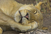 African lion {Panthera leo} sleeping lioness, South Luangwa NP, Zambia
