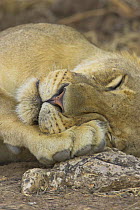 African lion {Panthera leo} sleeping lioness, South Luangwa NP, Zambia