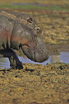 Hippopotamus {Hippopotamus amphibius} in muddy pool, South Luangwa NP, Zambia