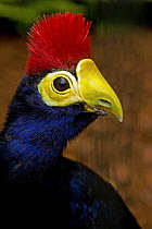 Ross's Turaco (Musophaga rossae) captive, from East Africa
