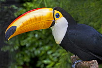 Toco Toucan (Ramphastos toco) captive, from The Guianas and Brazil