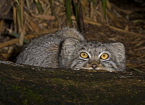 Young Pallas's Cat (Felis / Otocolobus manul) looking up, captive from Iran to Western China