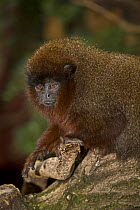 Red Titi monkey (Callicebus cupreus) captive, from Brazil and Peru