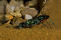 Jewel Wasp (Ampulex compressa) captive from India and South East Asia