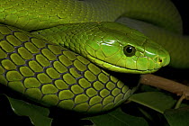 Eastern Green Mamba (Dendroaspis angusticeps) captive, from Sub-Saharan Africa