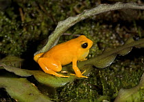 Golden Mantella frog (Mantella aurantiaca) male vocalising, captive, from Madagascar, Vulnerable Species
