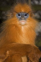 Mitered Sureli / Banded Leaf-monkey (Presbytis melalophos) captive, from South West Sumatra
