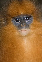 Mitered Sureli / Banded Leaf-monkey (Presbytis melalophos) captive, from South West Sumatra