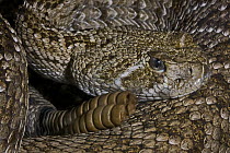 Western Diamond-back Rattlesnake (Crotalus atrox) head and rattle, captive, from South Western USA and North West Mexico