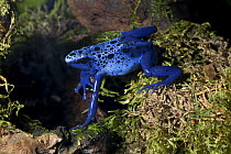 Blue Poison Dart Frog (Dendrobates azureus) captive, from Suriname