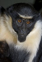 Juvenile Diana Monkey (Cercopithecus diana) captive, from Sierra Leone to Ghana, Vulnerable