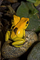 Black-legged Poison Dart Frog  (Phyllobates bicolor) male carrying tadpoles on back,  Colombia, 2007
