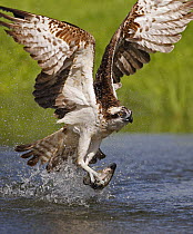 Osprey {Pandion haliaetus} catching fish, Finland