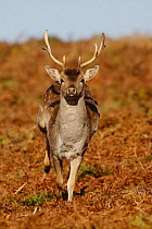 Fallow Deer {Cervus / Dama dama} young male running, Bradgate Park, Leicestershire, UK