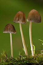 Three Fungi toadstools {Mycena sp} Derbyshire, UK