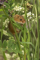 Harvest Mouse {Micromys minutus} in grass and hedgerow vegetation, Yorkshire, UK, captive