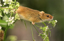 Harvest Mouse {Micromys minutus} in hedgerow vegetation, Yorkshire, UK, captive