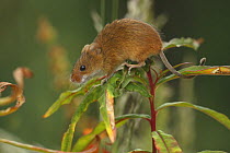 Harvest Mouse {Micromys minutus} in hedgerow vegetation, Yorkshire, UK, captive