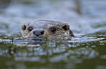 Otter {Lutra lutra} adult male swimming in river, UK, captive