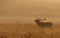 Red Deer {Cervus elaphus} male roaring at dawn in rutting season, autumn, Bradgate Park, Leicestershire, UK