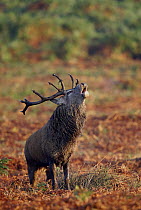 Red Deer {Cervus elaphus} male roaring in rutting season, autumn, Bradgate Park, Leicestershire, UK
