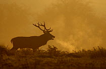 Red Deer {Cervus elaphus} male roaring at dawn in rutting season, autumn, Bradgate Park, Leicestershire, UK