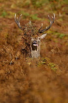 Red Deer {Cervus elaphus} male with bracken over antlers and tongue out in rutting season, autumn, Bradgate Park, Leicestershire, UK