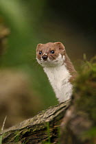 Weasel {Mustela nivalis} Yorkshire, UK, captive
