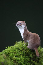 Weasel {Mustela nivalis} on mossy bank, Yorkshire, UK, captive